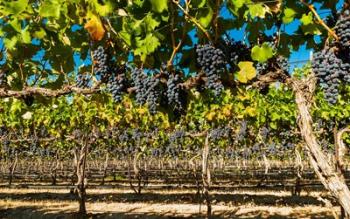 Petit Verdata Block In Red Mountain At Harvest | Obraz na stenu