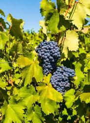 Syrah Grapes In Sunlight | Obraz na stenu