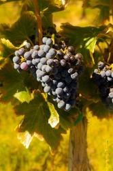 Grenache Grapes In A Columbia River Valley Vineyard | Obraz na stenu