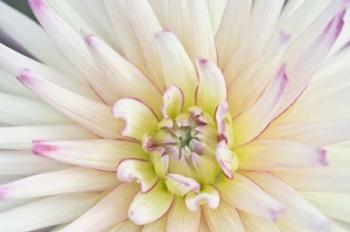 Dahlia Close-Up | Obraz na stenu