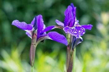 Close-Up Of Iris In A Garden | Obraz na stenu