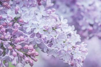 Lilac Close-Up | Obraz na stenu