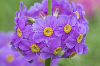 Candelabra Penstemon | Obraz na stenu