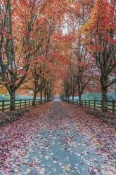 Autumn Country Lane | Obraz na stenu