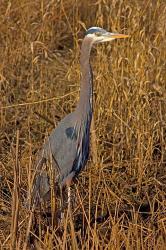 Washington, Seattle, Discovery Park Great Blue Heron | Obraz na stenu