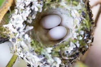 Rufous Hummingbird Nest With Eggs | Obraz na stenu