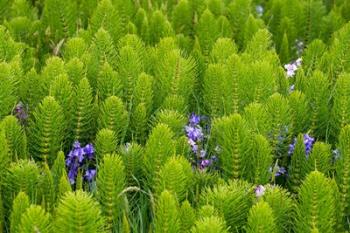 Horsetail, Wild Hyacinth, And Grays Harbor | Obraz na stenu