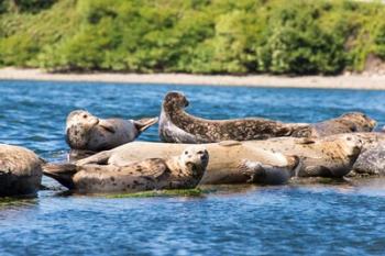 Harbor Seal Gathering At Liberty Bay | Obraz na stenu