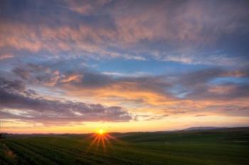 Sunset Cast On Rolling Hills Of Green, Washington State | Obraz na stenu