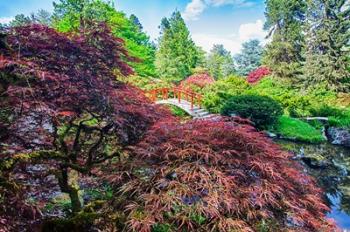 Japanese Maple With Moon Bridge | Obraz na stenu