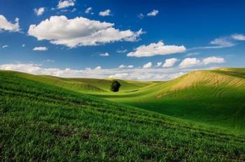 Rolling Wheat Fields With A Lone Tree | Obraz na stenu