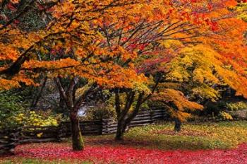 Red Vine Maple In Full Autumn Glory | Obraz na stenu