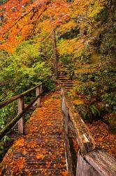 Autumn Maple Leaves On A Bridge | Obraz na stenu