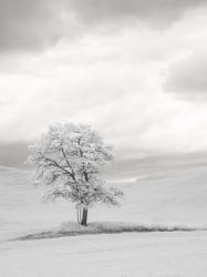 Infrared of Lone Tree in Wheat Field 1 | Obraz na stenu