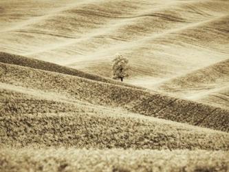 Infrared of Lone Tree in Wheat Field 2 | Obraz na stenu