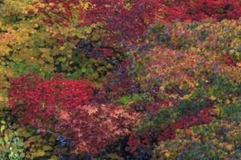Fall Colors Seattle Arboretum Washington | Obraz na stenu