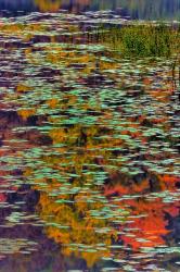 Lily Pads And Autumn Reflections At Babcock State Park | Obraz na stenu