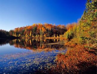 Pond in the Chaquamegon National Forest, Cable, Wisconsin | Obraz na stenu