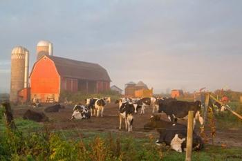 Holstein dairy cows outside a barn, Boyd, Wisconsin | Obraz na stenu