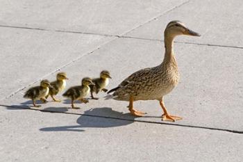 Mallard hen and ducklings in Madison, Wisconsin | Obraz na stenu