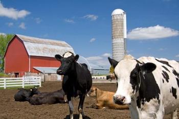 Cows, red barn, silo, farm, Wisconsin | Obraz na stenu