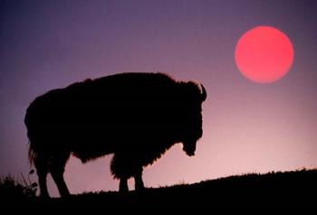 Bison Silhouetted at Sunrise, Yellowstone National Park, Wyoming | Obraz na stenu