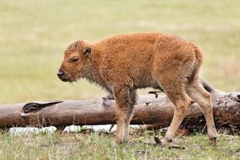 Baby Bison, Yellowstone National Park, Wyoming | Obraz na stenu