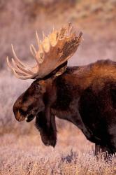 Bull Moose, Grand Teton National Park, Wyoming | Obraz na stenu