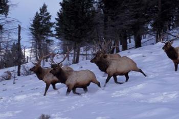 Elk or Wapiti, Yellowstone National Park, Wyoming | Obraz na stenu