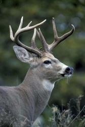 White-tailed Deer, Buck, Washington | Obraz na stenu