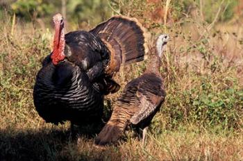 Wild Turkey Tom and Hen | Obraz na stenu