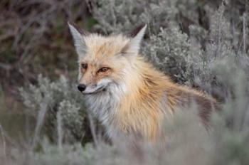 Red Fox Framed By Sage Brush In Lamar Valley, Wyoming | Obraz na stenu