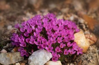 Wyoming, Beartooth Mountains Moss Campion Wildflower Close-Up | Obraz na stenu