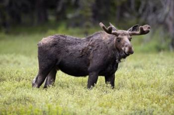 Wyoming, Yellowstone National Park Bull Moose With Velvet Antlers | Obraz na stenu