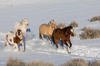 Herd Of Horses Running In Snow | Obraz na stenu