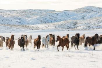 Herd Of Horses Running In Snow | Obraz na stenu