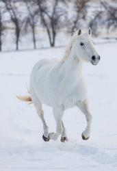 White Horse Running In The Snow | Obraz na stenu