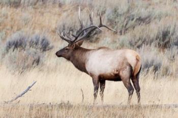 Portrait Of A Bull Elk With A Large Rack | Obraz na stenu