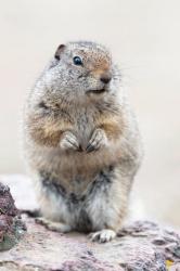 Richardson's Ground Squirrel | Obraz na stenu