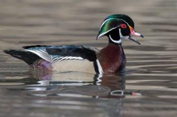 Wood Duck Drake In Breeding Plumage Floats On The River While Calling | Obraz na stenu