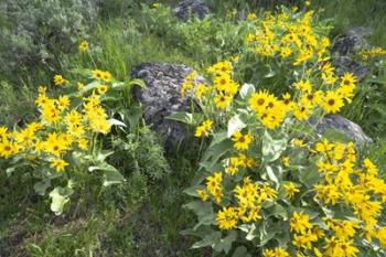 Balsamroot Covering Hillsides In The Spring | Obraz na stenu