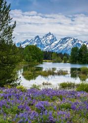 Lupine Flowers With The Teton Mountains In The Background | Obraz na stenu
