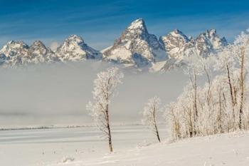 Rimed Cottonwoods And Tetons From The Antelope Flats Road | Obraz na stenu