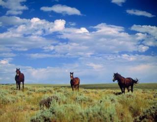 Wild Horses Near Farson, Wyoming | Obraz na stenu