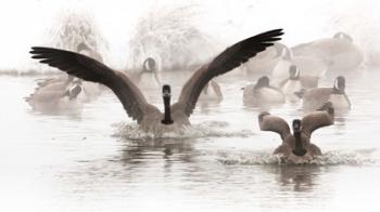 Canadian Geese Land In A Winter's Pond | Obraz na stenu