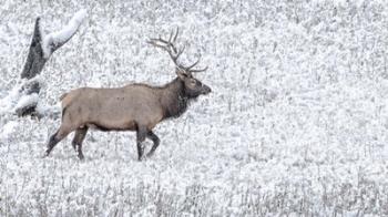 Bull Elk Walks In The Snow | Obraz na stenu