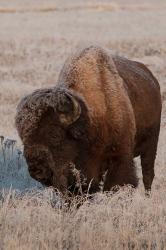 American Bison On A Frosty Morning | Obraz na stenu