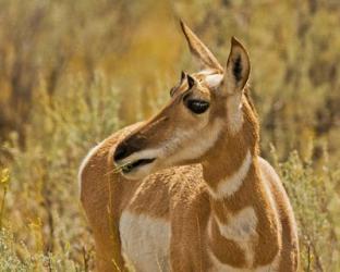 Close-Up Of A Pronghorn | Obraz na stenu