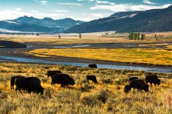 Bison Herd Feeding, Lamar River Valley, Yellowstone National Park | Obraz na stenu