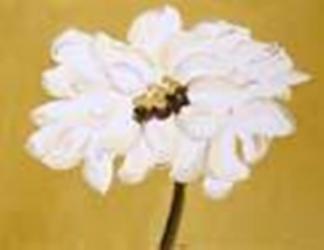 White Flower On Ochre | Obraz na stenu